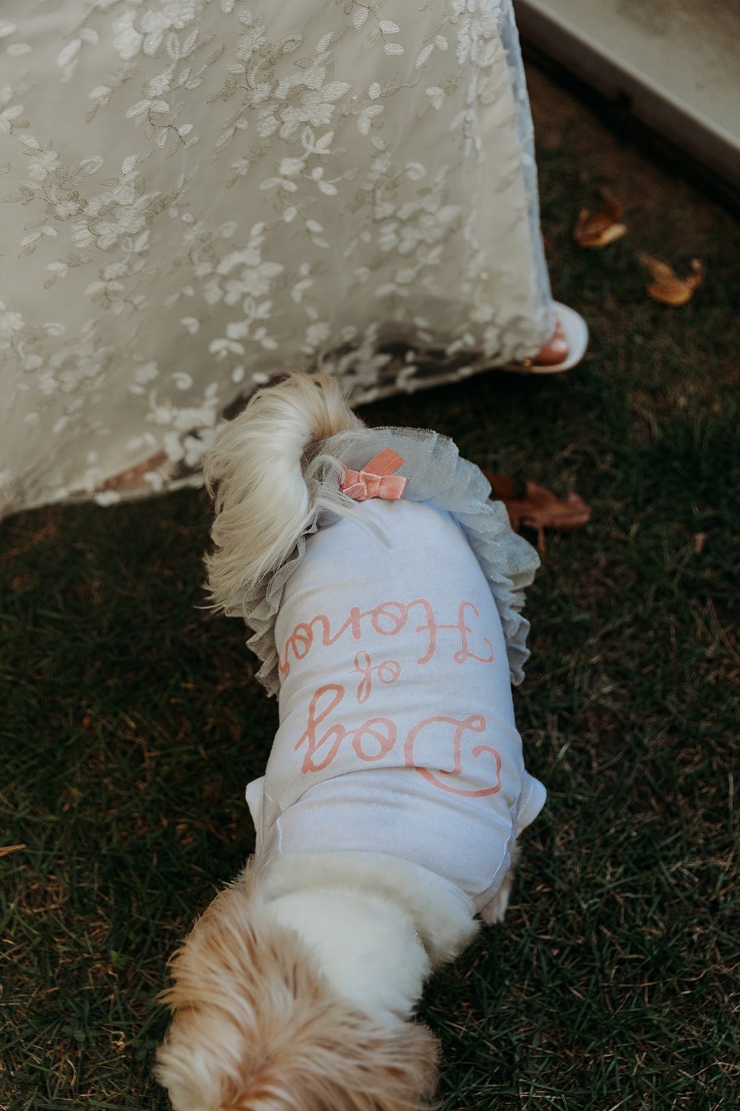 A peak at a small white dog wearing a dress saying dog of honor