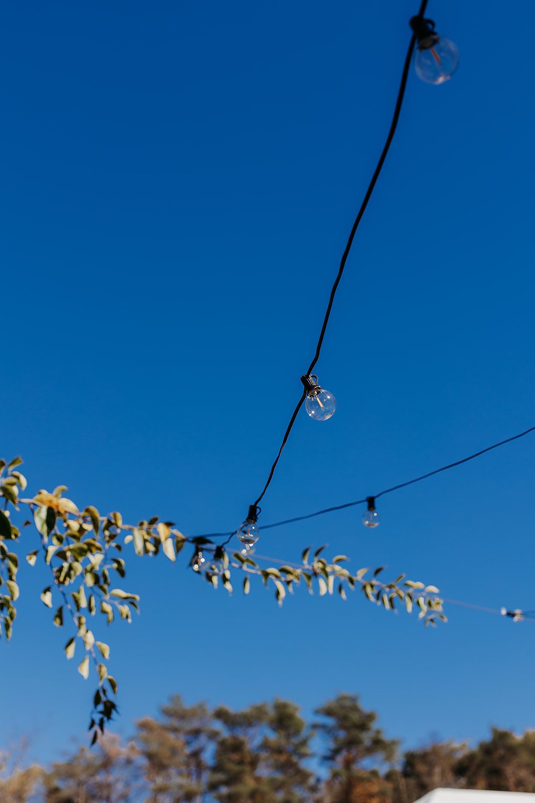 Details of market lights hanging from a tree branch against blue sky