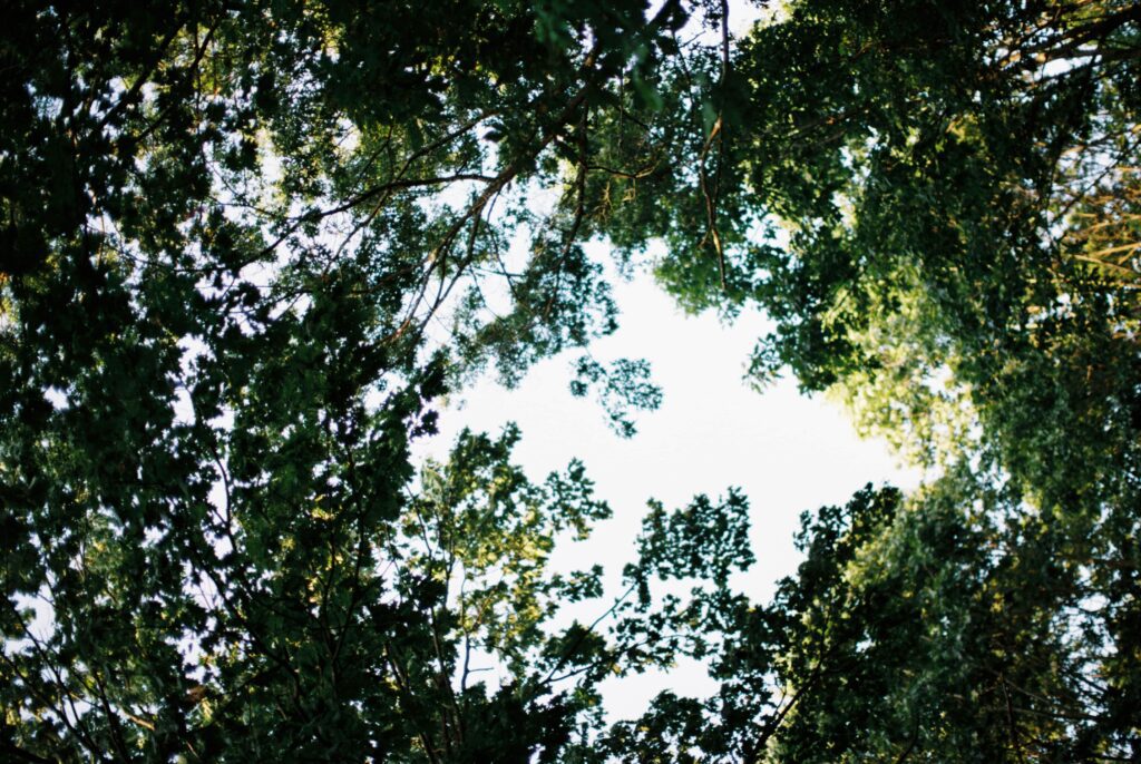 The sun shines through the trees at a backyard wedding.