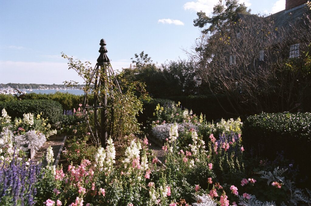 Flowers grow in a garden in Salem in film photography.